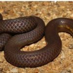 Bhupathy’s shieldtail: New species of shieldtail snake discovered in Western Ghats