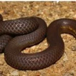 Ancient Egyptian Papyrus Unveils Diversity of Venomous Snakes