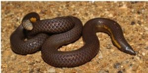 Bhupathy’s shieldtail: New species of shieldtail snake discovered in Western Ghats