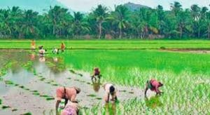 Rythu Bandhu Scheme: Telangana government launches investment support scheme for farmers