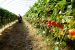 Government releases draft Model Agricultural Produce and Livestock Contract Farming Act, 2018