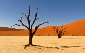 Kalahari Desert