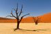 Kalahari Desert