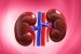 Kidney