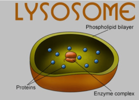 Lysosome