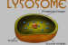 Lysosome