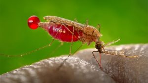 Malaria