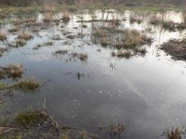 Marsh gas