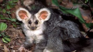 Marsupial
