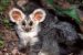 Marsupial