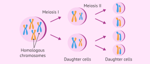 Meiosis