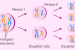 Meiosis