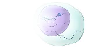 Messenger RNA