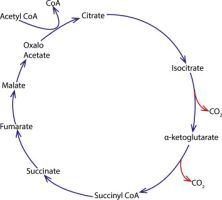 Metabolic pathway