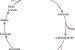 Metabolic pathway