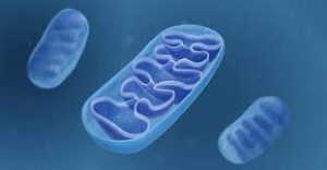 Mitochondrion