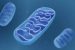 Mitochondrion
