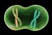 Mitosis