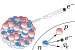 Beta decay