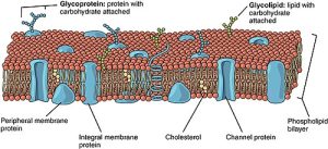 Biological membrane