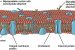 Biological membrane