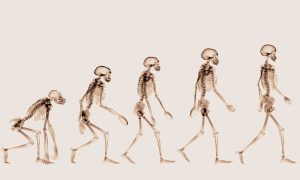 Bipedalism