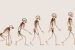 Bipedalism