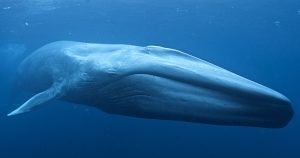 Blue whale