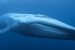 Blue whale