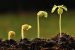 Botany
