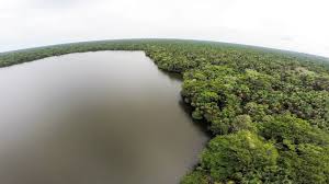 Carbon sink