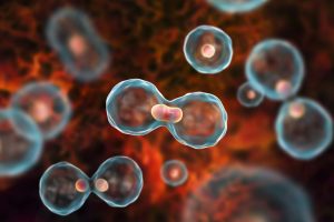 Cell Cycle