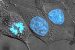 Cell nucleus