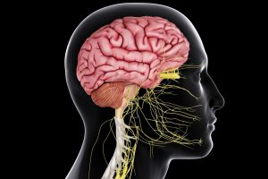 Central nervous system