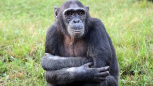 Chimpanzee