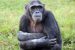 Chimpanzee