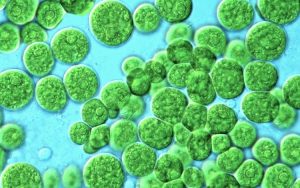Chlorophyceae