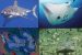 Chondrichthyes