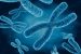 Chromosome