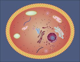 Cytoplasm