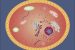 Cytoplasm