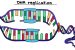 DNA replication