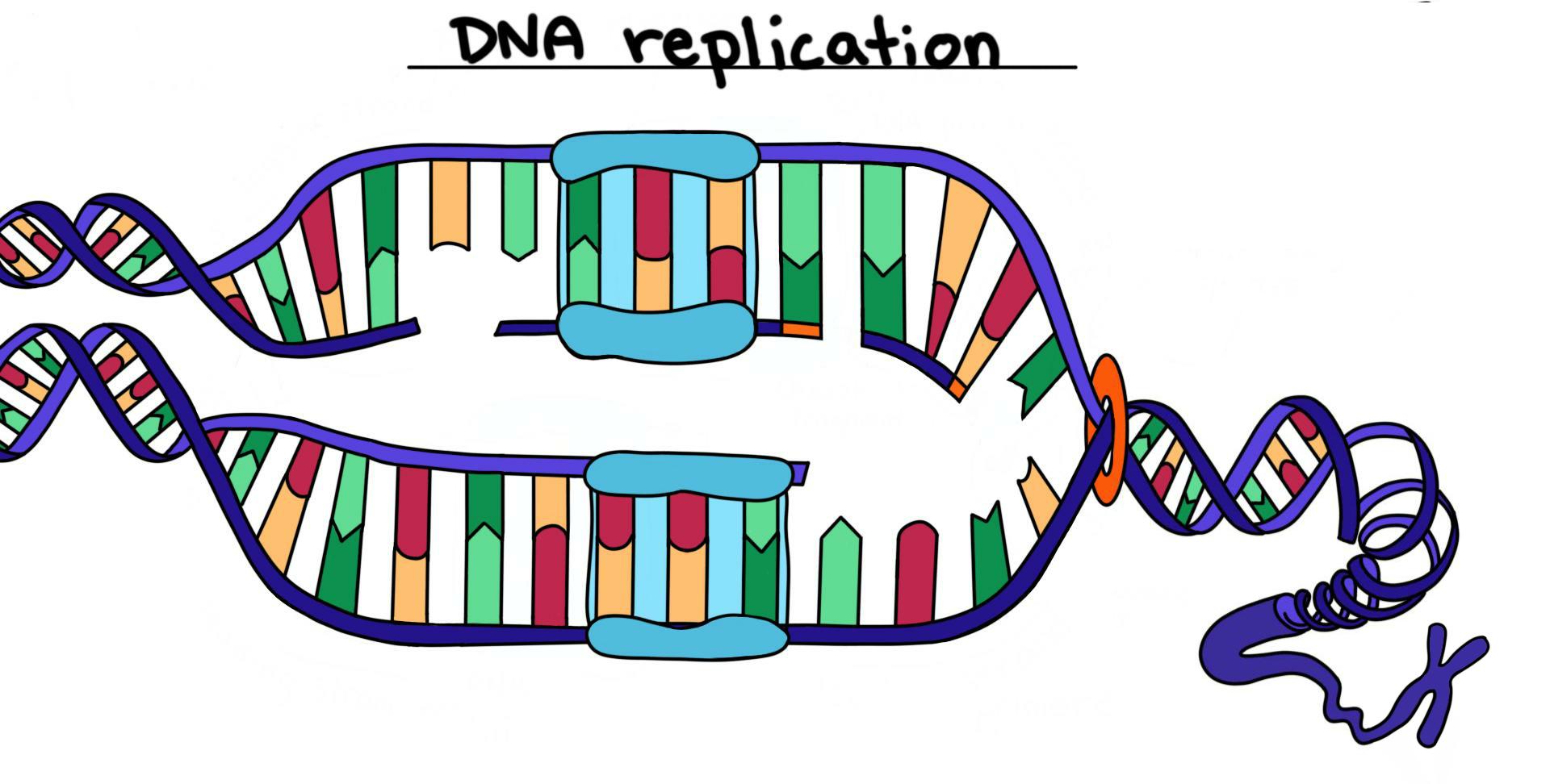 DNA replication