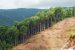 Deforestation
