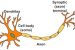 Dendrite