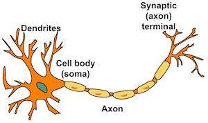 Dendrite