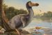 Dodo