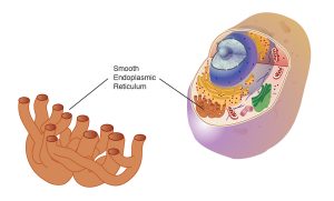 Endoplasmic reticulum