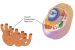 Endoplasmic reticulum