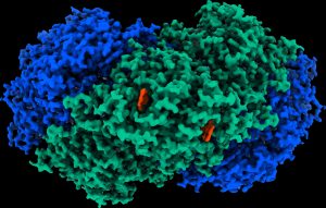 Enzyme